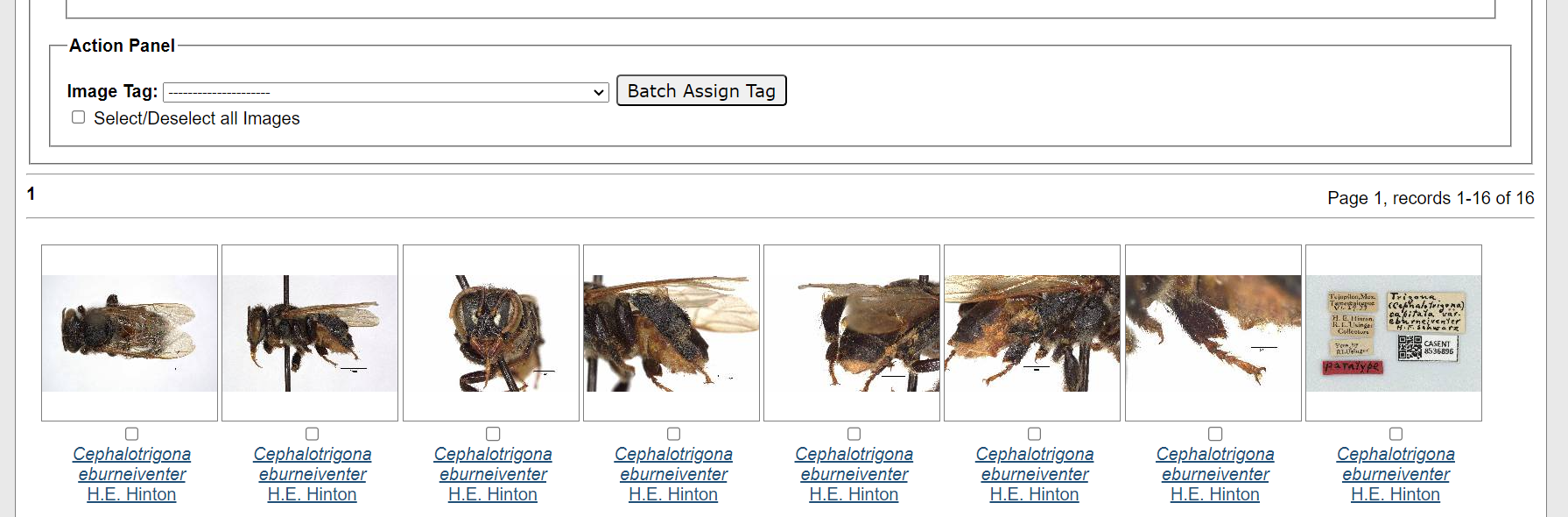 Batch Image Tagging Interface